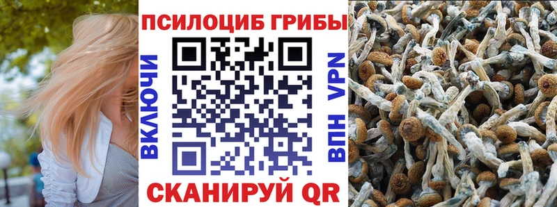 где можно купить наркотик Вятские Поляны Галлюциногенные грибы Cubensis