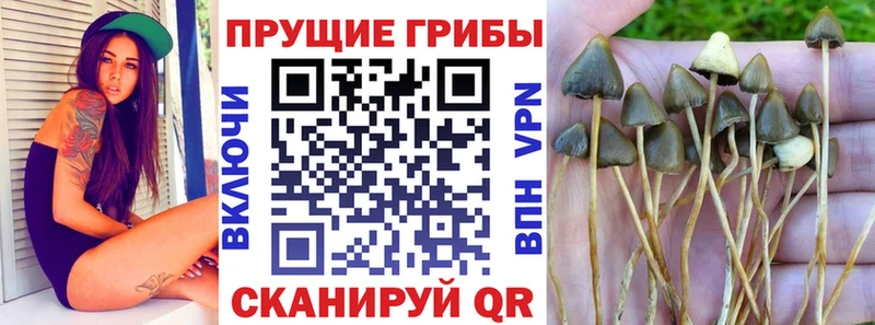 Псилоцибиновые грибы Cubensis Вятские Поляны